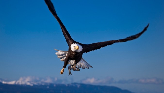eagle_flying_bird